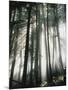 Sunbeams Streaming Through Trees, Mt. Rainier National Park, Washington, USA-Adam Jones-Mounted Photographic Print