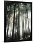 Sunbeams Streaming Through Trees, Mt. Rainier National Park, Washington, USA-Adam Jones-Framed Photographic Print