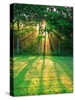 Sunbeams Through the Trees-null-Stretched Canvas