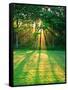 Sunbeams Through the Trees-null-Framed Stretched Canvas