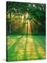 Sunbeams Through the Trees-null-Stretched Canvas