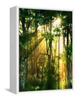 Sunbeams Through the Trees-null-Framed Stretched Canvas
