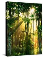 Sunbeams Through the Trees-null-Stretched Canvas