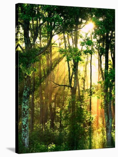 Sunbeams Through the Trees-null-Stretched Canvas