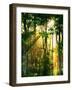 Sunbeams Through the Trees-null-Framed Premium Photographic Print