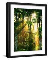 Sunbeams Through the Trees-null-Framed Premium Photographic Print