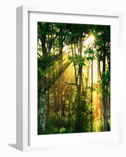 Sunbeams Through the Trees-null-Framed Premium Photographic Print