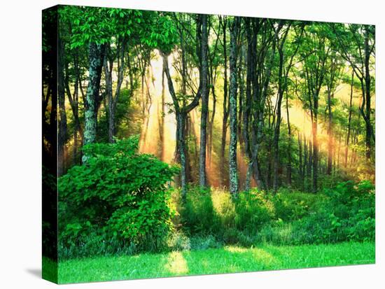 Sunbeams Through the Trees-null-Stretched Canvas