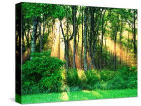 Sunbeams Through the Trees-null-Stretched Canvas