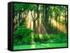 Sunbeams Through the Trees-null-Framed Stretched Canvas