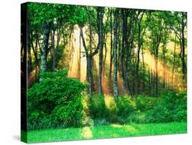 Sunbeams Through the Trees-null-Stretched Canvas