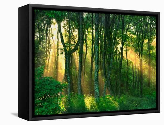 Sunbeams Through the Trees-null-Framed Stretched Canvas