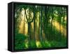 Sunbeams Through the Trees-null-Framed Stretched Canvas