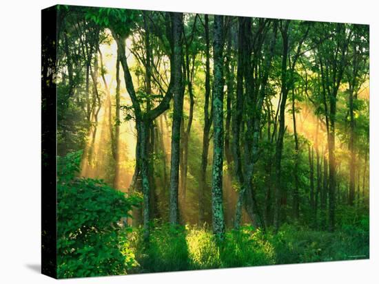 Sunbeams Through the Trees-null-Stretched Canvas