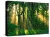 Sunbeams Through the Trees-null-Stretched Canvas