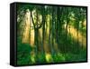 Sunbeams Through the Trees-null-Framed Stretched Canvas