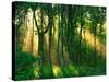 Sunbeams Through the Trees-null-Stretched Canvas