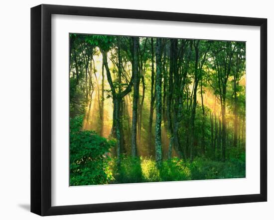 Sunbeams Through the Trees-null-Framed Premium Photographic Print