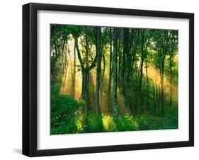 Sunbeams Through the Trees-null-Framed Premium Photographic Print