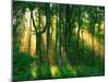 Sunbeams Through the Trees-null-Mounted Premium Photographic Print