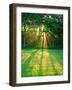 Sunbeams Through the Trees-null-Framed Photographic Print