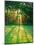 Sunbeams Through the Trees-null-Mounted Photographic Print