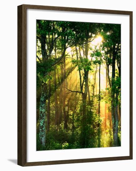 Sunbeams Through the Trees-null-Framed Photographic Print