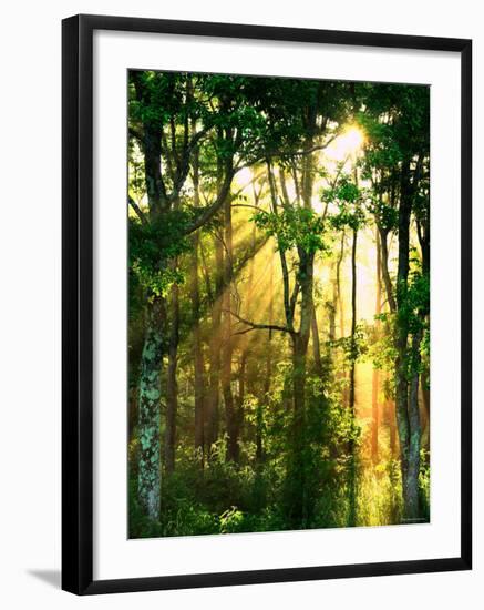 Sunbeams Through the Trees-null-Framed Photographic Print