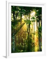 Sunbeams Through the Trees-null-Framed Photographic Print