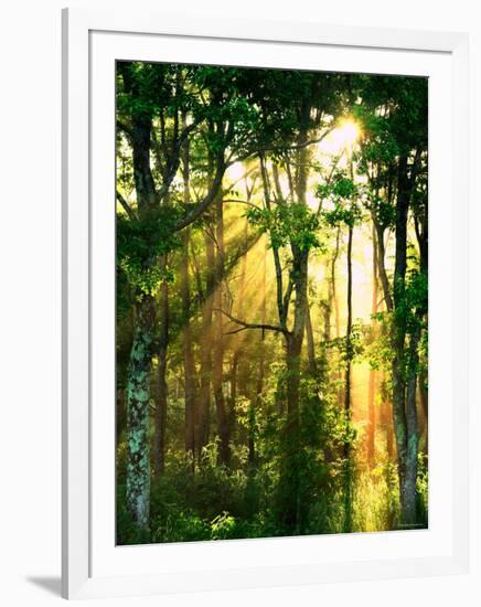 Sunbeams Through the Trees-null-Framed Photographic Print