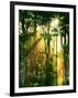 Sunbeams Through the Trees-null-Framed Photographic Print