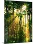 Sunbeams Through the Trees-null-Mounted Photographic Print