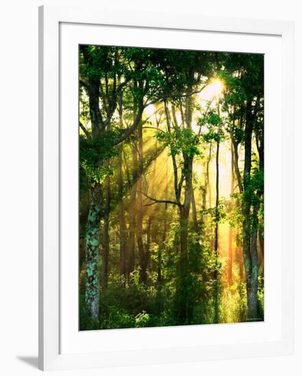 Sunbeams Through the Trees-null-Framed Photographic Print