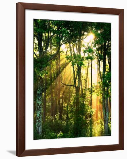 Sunbeams Through the Trees-null-Framed Photographic Print