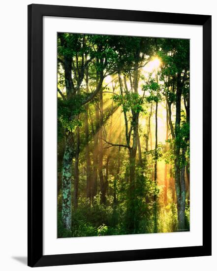 Sunbeams Through the Trees-null-Framed Photographic Print