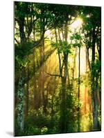 Sunbeams Through the Trees-null-Mounted Photographic Print