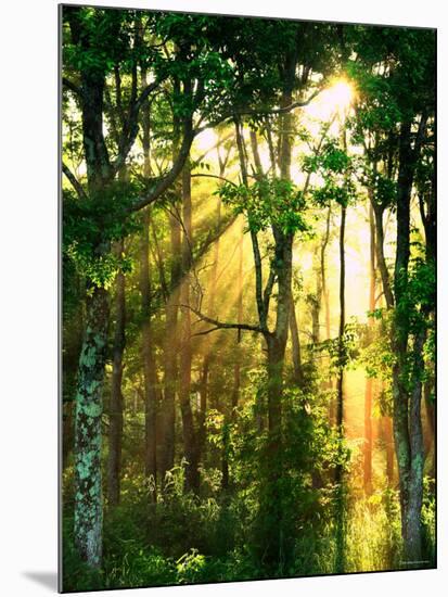 Sunbeams Through the Trees-null-Mounted Photographic Print