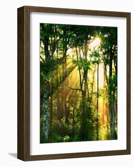 Sunbeams Through the Trees-null-Framed Photographic Print