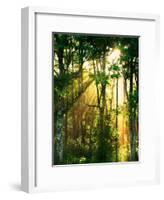 Sunbeams Through the Trees-null-Framed Photographic Print