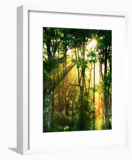 Sunbeams Through the Trees-null-Framed Photographic Print