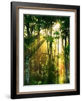 Sunbeams Through the Trees-null-Framed Photographic Print