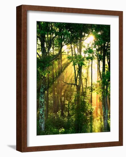 Sunbeams Through the Trees-null-Framed Photographic Print