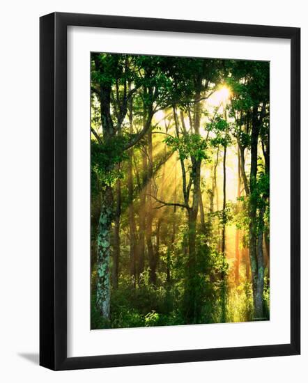 Sunbeams Through the Trees-null-Framed Photographic Print