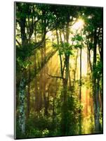 Sunbeams Through the Trees-null-Mounted Photographic Print