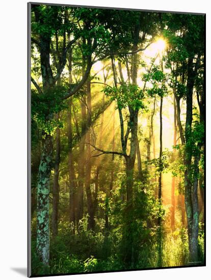 Sunbeams Through the Trees-null-Mounted Photographic Print