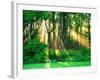 Sunbeams Through the Trees-null-Framed Photographic Print