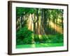 Sunbeams Through the Trees-null-Framed Photographic Print