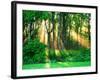 Sunbeams Through the Trees-null-Framed Photographic Print