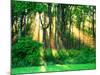 Sunbeams Through the Trees-null-Mounted Photographic Print