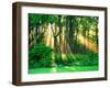 Sunbeams Through the Trees-null-Framed Photographic Print